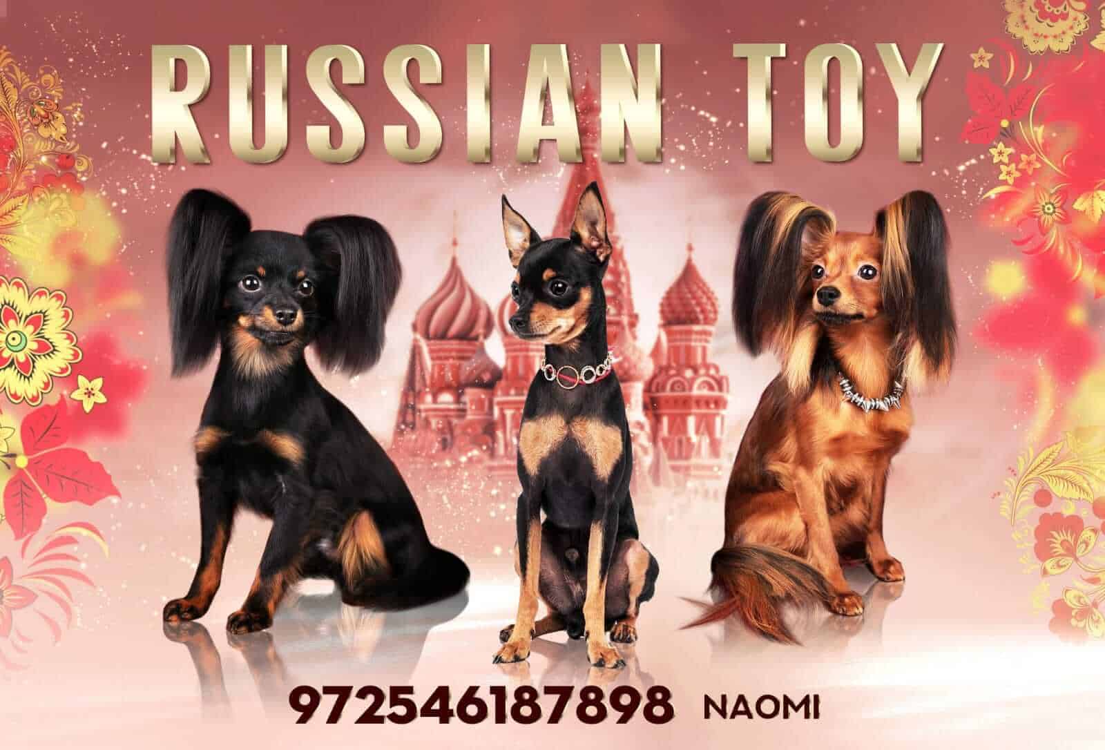 טוי רוסי – בית גידול PRETTY TOY STARS ISRAEL