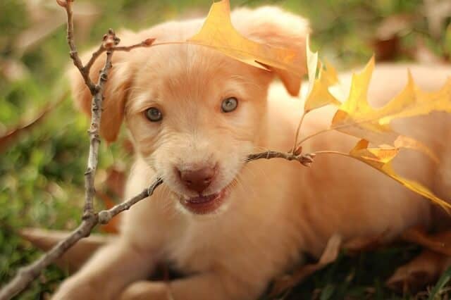 לברדור רטריבר Labrador Retriever