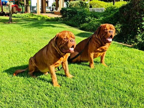 דוג דה בורדו בדשא דוג דה בורדו בדשא