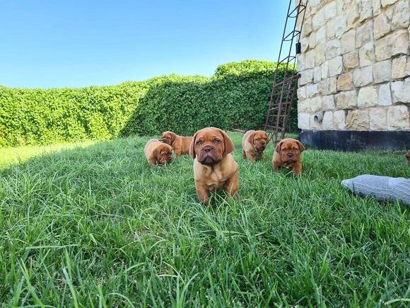 דוג דה בורדו בדשא דוג דה בורדו בדשא