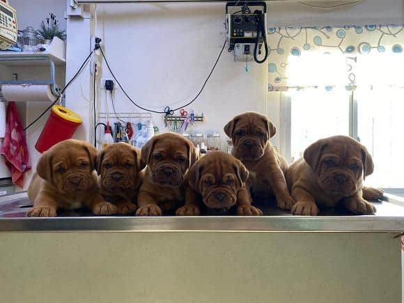 דוג דה בורדו - גורים חמודים