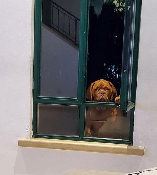דוג דה בורדו מסתכל בחלון דוג דה בורדו מסתכל בחלון