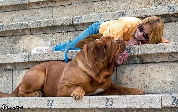 דוג דה בורדו משחק במדרגות דוג דה בורדו משחק במדרגות