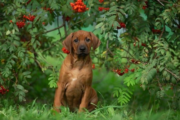 רודזיאן רידגבק מצולם בשדה לצד עץ ירוק רודזיאן רידגבק מצולם בשדה לצד עץ ירוק