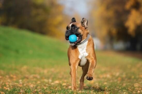כלב בוקסר משחק בכדור
