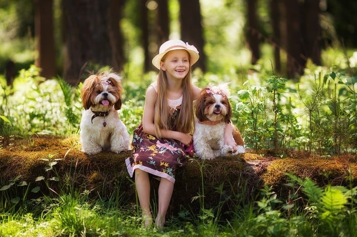 כלבי שיצו בצבע לבן עם אזניים חומות לצד ילדה עם שמלה