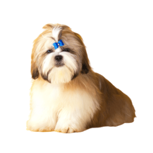 גזע שיצו למכירה גזע שיצו למכירה