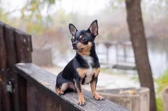 כלב צ'יוואווה שחור כלב צ'יוואווה שחור