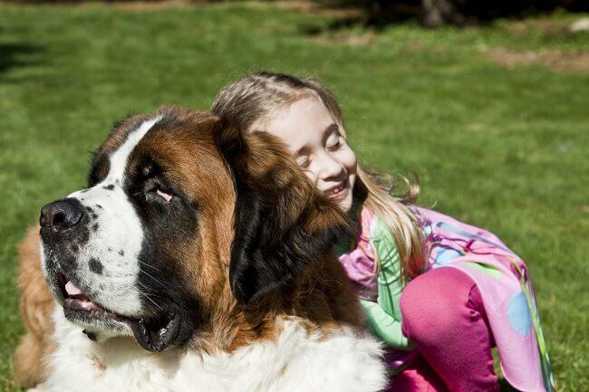 סן ברנרד משחק בדשא סן ברנרד משחק בדשא