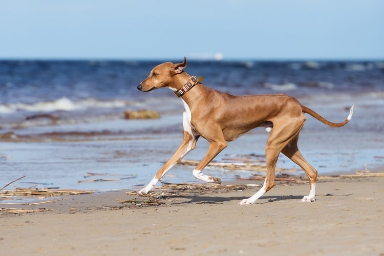 כלב אזוואק רץ בחום הים
