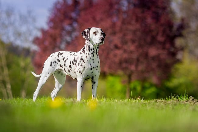 כלב דלמטי למכירה בדשא