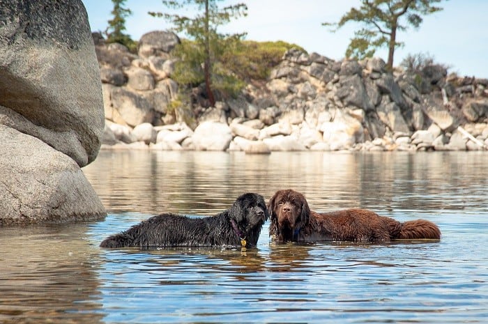 שני כלבי הניופאונדלנד במים