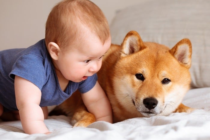 שיבה אינו משחק עם תינוק