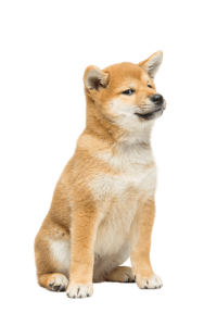 שיבה אינו Shiba Inu