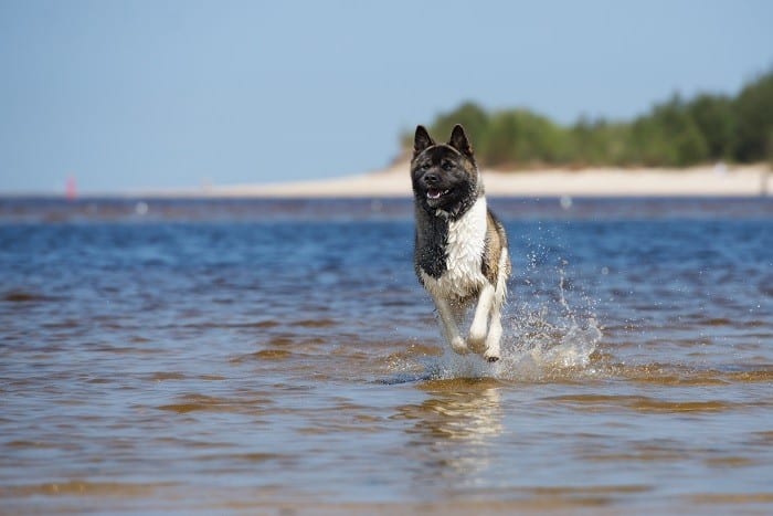 אקיטה אמריקאי רץ בים אקיטה אמריקאי רץ בים