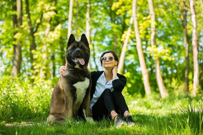אקיטה אמריקאי מטייל בגינה אקיטה אמריקאי מטייל בגינה