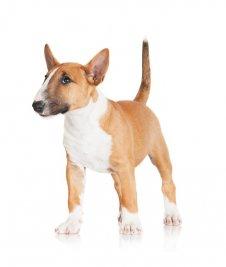 בול טרייר ננסי