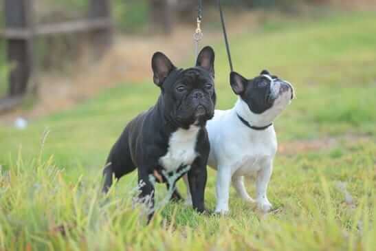 בולדוג צרפתי למכירה או אימוץ בולדוג צרפתי למכירה או אימוץ