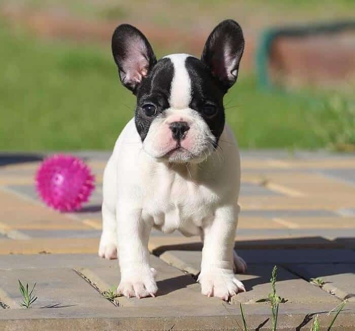 בולדוג צרפתי למכירה - אילוף בולדוג צרפתי למכירה - אילוף