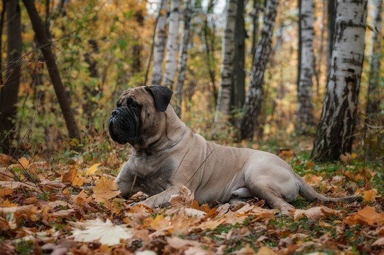 בול מסטיף בול מסטיף