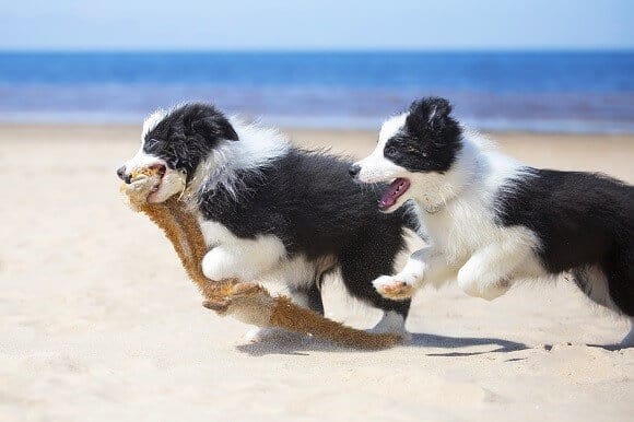 בורדר קולי משחקים בים בורדר קולי משחקים בים