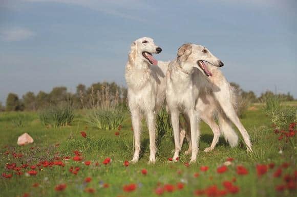 כלבי בורזוי לבנים