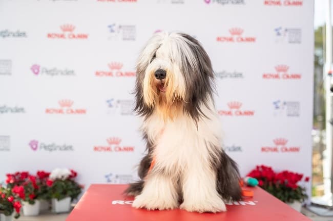 בירדד קולי בתערוכה בירדד קולי בתערוכה