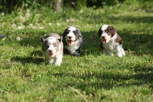 בירדד קולי גורים בדשא בירדד קולי גורים בדשא