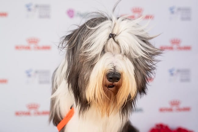 בירדד קולי למכירה בתערוכה בירדד קולי למכירה בתערוכה