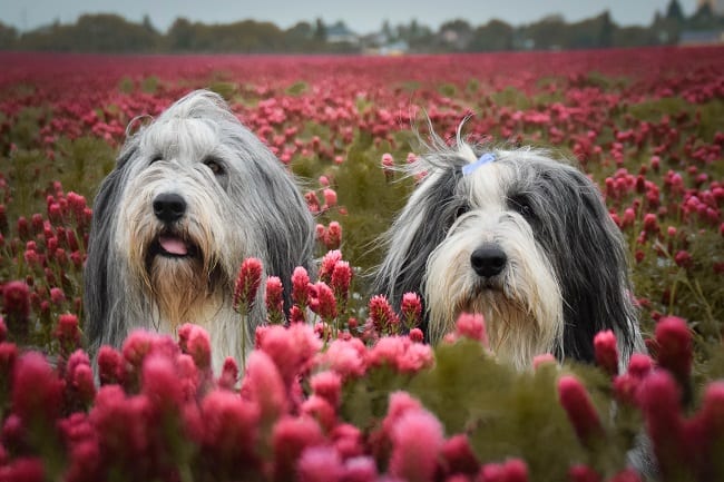 בירדד קולי משחקים בין פרחים בירדד קולי משחקים בין פרחים