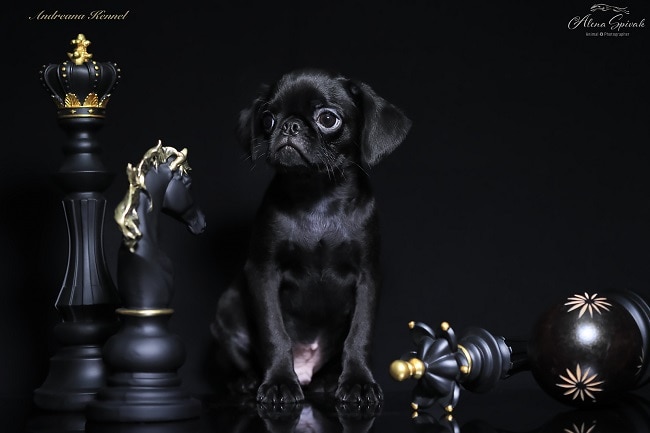 גור גריפון בריסל שחור למכירה גור גריפון בריסל שחור למכירה