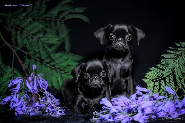 גורים שחורים גריפון בריסל גורים שחורים גריפון בריסל