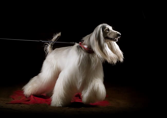 גלב אפגני אפור למכירה גלב אפגני אפור למכירה