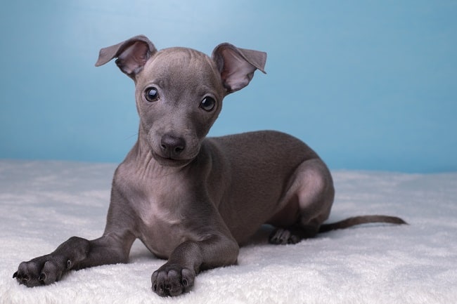 גרייהאונד איטלקי למכירה גרייהאונד איטלקי למכירה