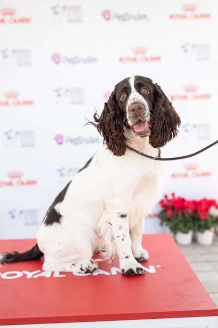 וולש ספרינגר ספניאל בתערוכה וולש ספרינגר ספניאל בתערוכה