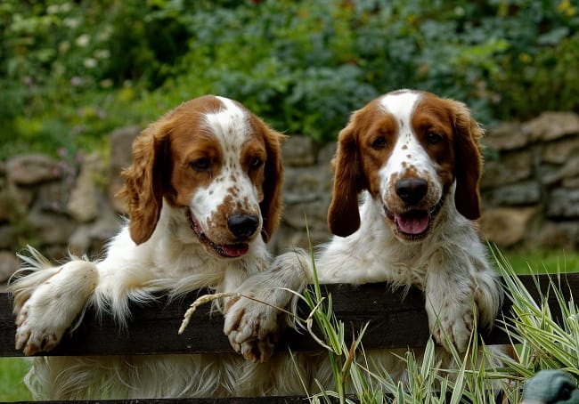 וולש ספרינגר ספניאל גורים בדשא וולש ספרינגר ספניאל גורים בדשא