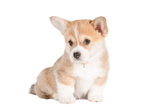 וולש קורגי קרדיגן וולש קורגי קרדיגן