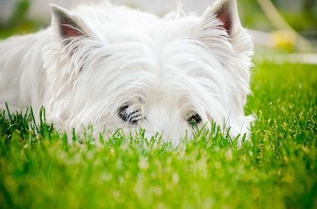 וסט היילנד וייט טרייר בדשא וסט היילנד וייט טרייר בדשא
