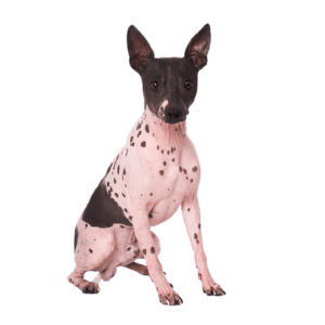 טרייר אמריקאי קירח טרייר אמריקאי קירח