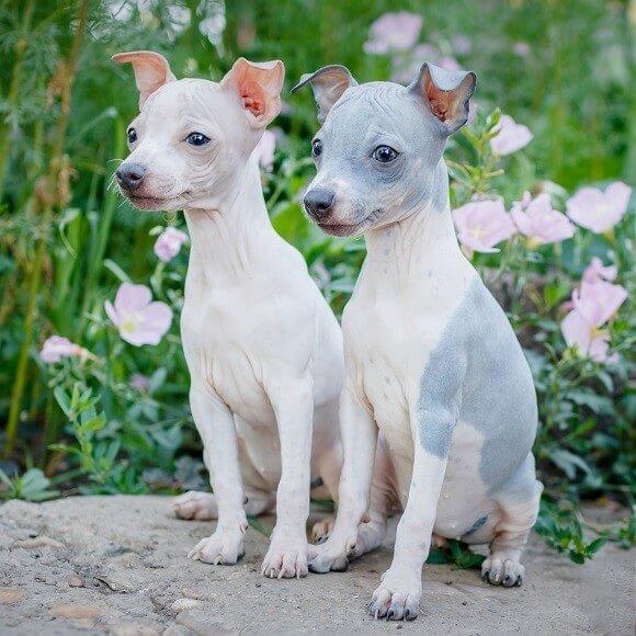טרייר אמריקאי קירח למכירה טרייר אמריקאי קירח למכירה