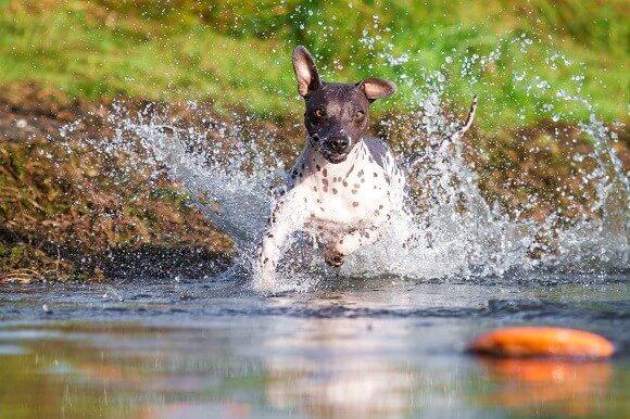 טרייר אמריקאי קירח משחק במים טרייר אמריקאי קירח משחק במים