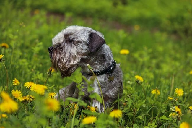 טרייר צכי למכירה בדשא טרייר צכי למכירה בדשא