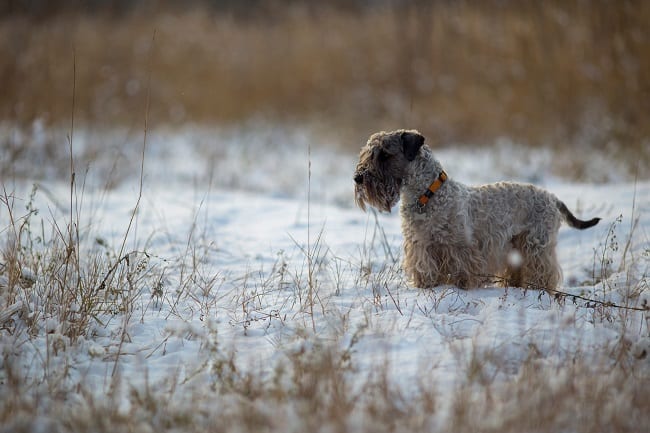 טרייר צ'כי למכירה בשלג טרייר צ'כי למכירה בשלג