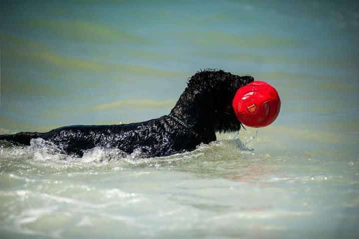 טרייר רוסי שחור בים עם כדור בפה טרייר רוסי שחור בים עם כדור בפה