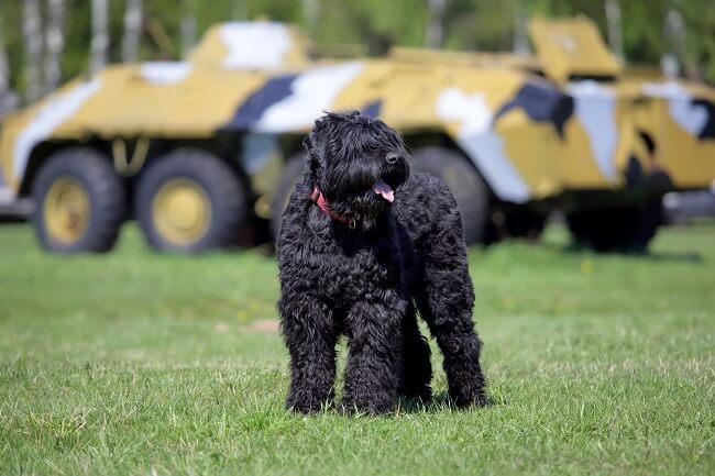 טרייר רוסי שחור משחק בדשא טרייר רוסי שחור משחק בדשא