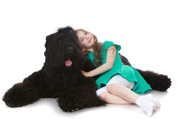 טרייר רוסי שחור משחק עם ילדה טרייר רוסי שחור משחק עם ילדה