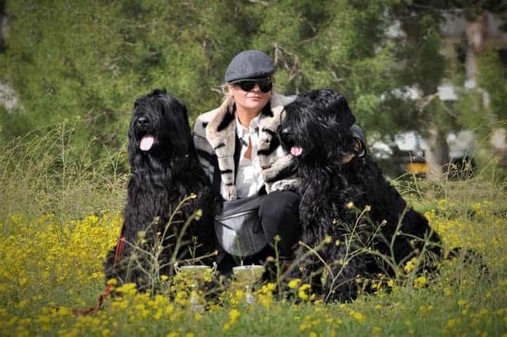 טרייר רוסי שחור עם המגדל טרייר רוסי שחור עם המגדל