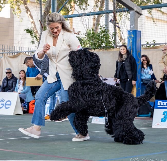 טרייר רוסי שחור רוקד טרייר רוסי שחור רוקד