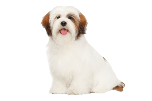 לאסה אפסו למכירה לאסה אפסו למכירה