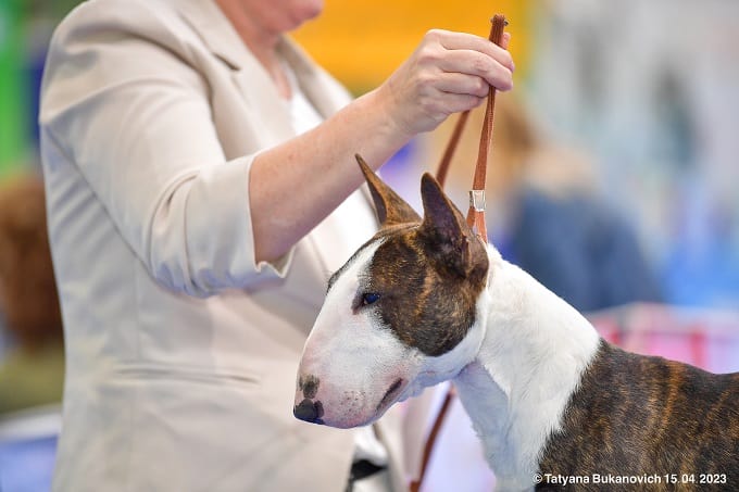 מיני בול טרייר גורים למכירה מיני בול טרייר גורים למכירה